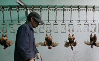 中共仍無透明化政策對抗禽流感