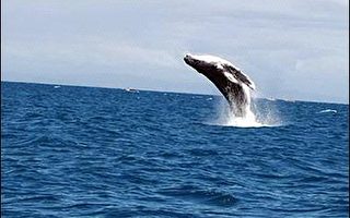 声纳伤鲸 保护动物组织控告美国海军