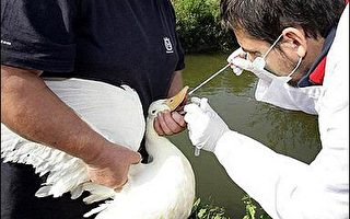 克羅埃西亞天鵝發現帶禽流感病毒
