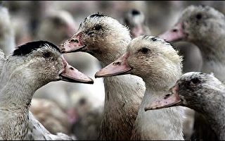 瑞典发现死亡鸭子身上带有禽流感病毒