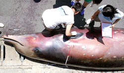 罕見朗氏喙鯨 在台擱淺死亡
