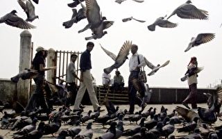 印度保护区上千只候鸟暴毙  当局下令检验