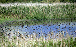 過境熱潮  兩千多隻雁鴨候鳥飛抵關渡濕地