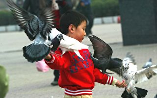 中国东北又爆新的禽流感疫情
