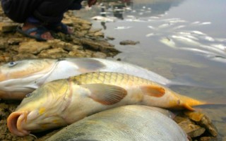 山東蒼山水庫受污染 大批魚死亡
