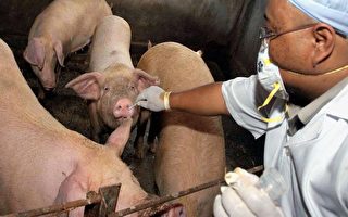 湖南猪染禽流感 专家：人传人先兆