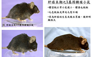 台灣成功繁衍B肝病毒X基因轉殖小鼠十餘代