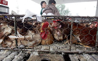 遼寧營口十幾萬雞死亡 雞農呼籲關注