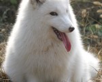 青岛崂山村庄突现百余只银狐
