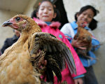 香港专家怀疑中国大陆可能已发生禽流感人传人案例。图为11月18日，安徽省安庆市南庄村（译音）女孩正玩抓鸡游戏。距离该村90公里的枞阳县，24岁女村民周毛娅证实死于禽流感。另在休宁县另一人许荔枝亦死亡禽流感。（AFP）