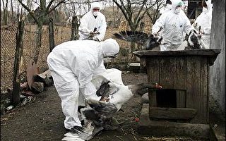 罗马尼亚再传出禽流感疫情
