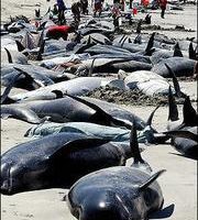各国观光客协助抢救纽西兰南岛搁浅鲸鱼