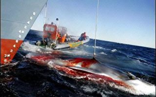 绿色和平组织：日本船队恢复争议性捕鲸行为