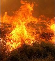 美发生小型森林火灾 五人死亡