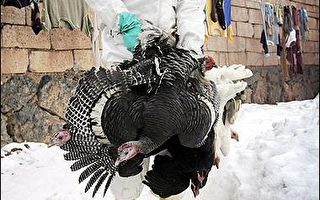 世卫组织再吁各国准备应对禽流感