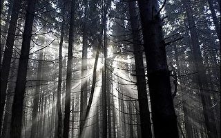 德研究質疑　森林反增溫室氣體排放量　　