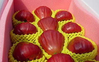 2006年全台优质莲雾品质竞赛   屏东县大赢家
