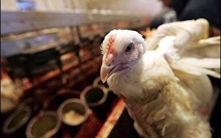 烏克蘭克里米亞地區爆發新禽流感疫情