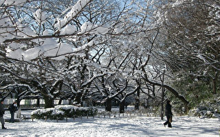 難得一見！東京雪景