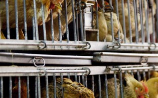 卫生福利及食物局24日开始放宽活鸡供应，由每日3万只，增加至5万只。（大纪元记者吴琏宥摄）