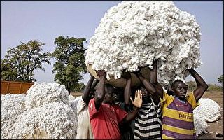 美國會通過取消棉花出口補貼政策