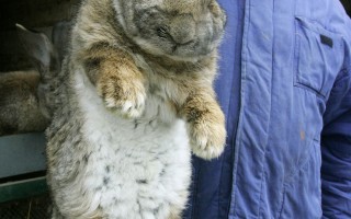 圖片新聞：兔仔「羅拔」