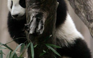 熊猫租金百万美元 美动物园叫苦连天