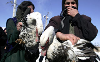 伊朗上百野天鵝死於Ｈ５Ｎ１病毒