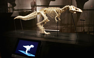 中国发现雷克斯暴龙祖先的化石