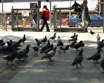 禽流是否根殖本港須觀察