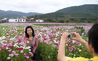 屏東滿州鄉花海 正盛開！
