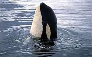 加拿大溫哥華島水域殺人鯨被拖船撞死