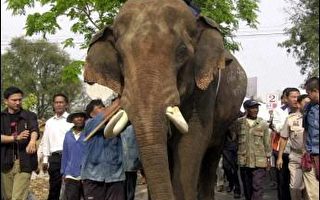 數百名候選人資格不符　泰大選前景渾沌