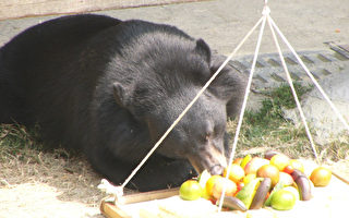 寿山动物园小黑熊波比  欢庆两周岁