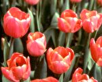 【花与花的故事】荷兰的国花—郁金香(上)