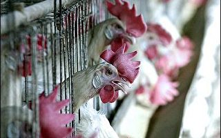 不堪禽流感损失 印度七名家禽业者自杀