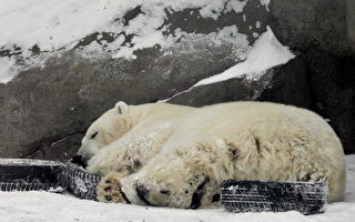 加拿大北極熊可能二十五年內絕種