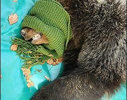 示威者抗議  第一頭棕熊野放回庇里牛斯山