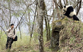 中国圈养大熊猫 首次放归大自然
