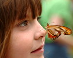 2005 年5月24 日，一只蝴蝶停留在小女孩鼻子上。(Getty 图像)