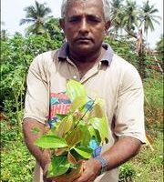 海嘯重創後　斯里蘭卡村落肉桂樹再現生機