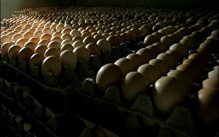 捷克西班牙波兰逾半数蛋遭沙门式杆菌污染