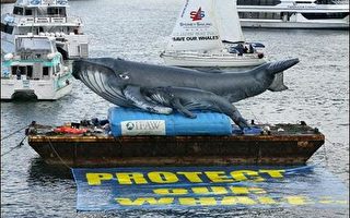 捕鯨野心受挫  日本將在週末會議發動反擊
