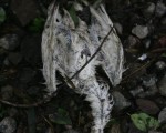 2006年6月5日，重慶黑山寺公園。一只可能因為惡化的生態環境或禽流感而死亡的白鷺落在地上。（China Photos/Getty Images)
