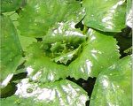 菱角生長威脅馬州水域生態