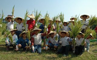 嘉義市民族國小學童種稻慶豐收