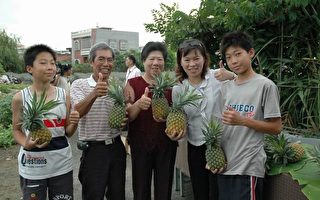 F16凤梨香甜好吃 行家趋之若鹜