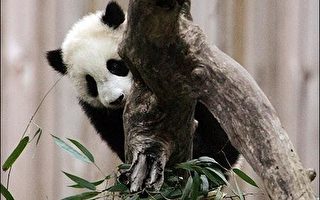 熊猫宝宝泰山在美国欢度一岁生日