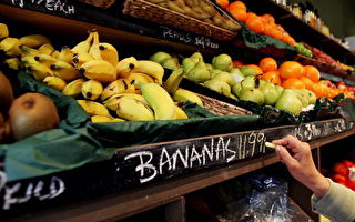 组图：澳洲香蕉价格飙　小偷新目标