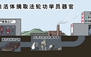时事漫画：中共活体摘取法轮功学员器官